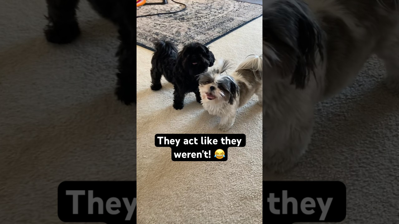 My Shih Tzus Pretended like They weren't Playing 😂 