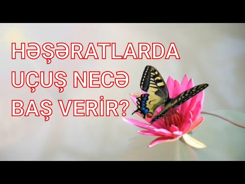 Həşəratlarda uçuş necə baş verir?