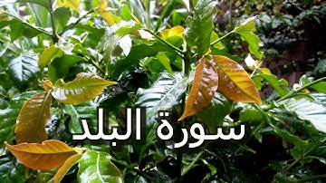 سورة البلد (لا اقسم بهذا البلد)