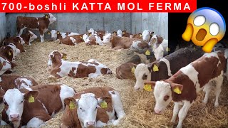 : SIMMENTAL VA GOLISHTEYIN BUZOQLARI SOTILADI 91-141-30-10 Katta mol ferma 