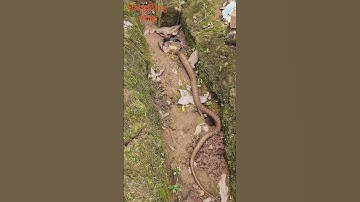 XUẤT HIỆN CON RẮN CÓ 2 CHIẾC SỪNG #snake #rắn #rắnhổmangchúa