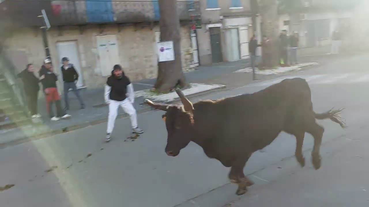 20 Février 2026 Abrivado Manade Lou Simbeu À St. Geniès De Malgoirès 