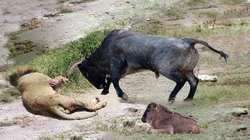 Unbelievable! Giant Python Swallowing Leopard Cub When Mother Leopard Hunting Impala