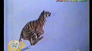 Esso 1987 Vai col tigre (Have You Ever Seen The Rain)
