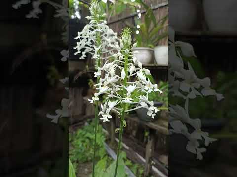 Video: Apakah Orkid Calanthe: Menanam Tumbuhan Orkid Calanthe Di Taman