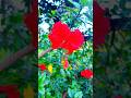 These Village Flowers Are Absolutely Mesmerizing 🌸 #peaceful #trending