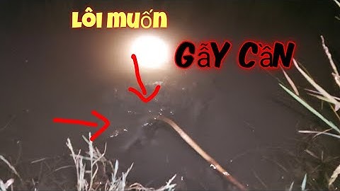 Cắm câu cá lóc mồi nhái Miền Tây vừa cắm xong cá lôi liền | Đất Long An