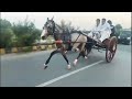 Single tanga horse race hazro pakistan