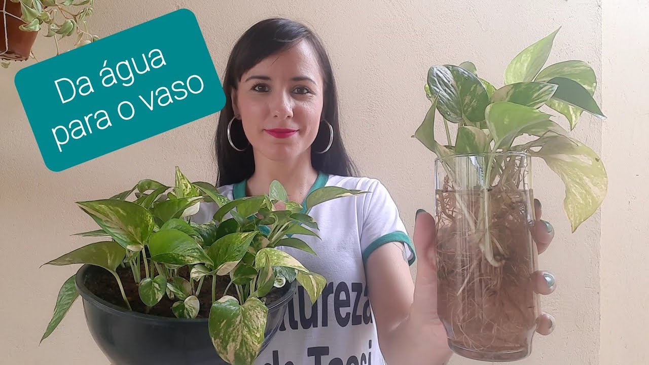 Como plantar Jibóia da água para a terra? Absolutamente tudo o que você precisa saber