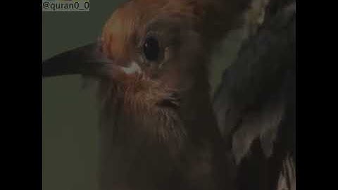 القارئ سعيد الخطيب /سورة النمل /♥♥