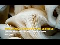 Orellanas: Hongos Comestibles como Alternativa Natural Contra Plagas - TvAgro por Juan Gonzalo Angel