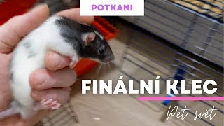 POTKANI - Seznamování potkanů / finální klec (část 2.)