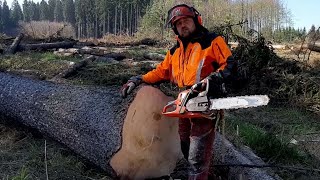 Best tree felling with chainsaw Husqvarna 560XP, NEW VIDEO QUALITY !!! BEST VIDEO !!!