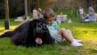 The Majestic Newfoundland dog facts #dogs #doglover #dogfacts #pets