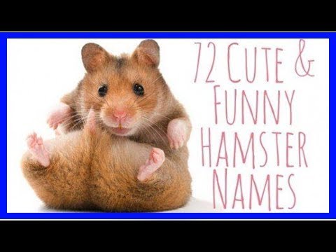 72-cute-and-funny-hamster-names