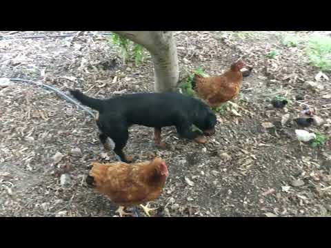 Ziggi the jagdterrier dog herding 9 chicks and two hens.