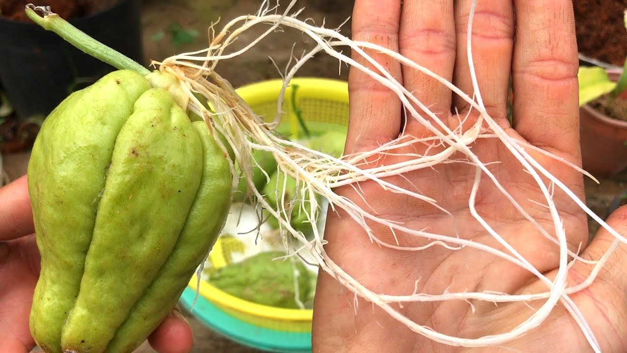 Как вырастить чайот на бумаге и воде | Sechium edule | чайот съедобный