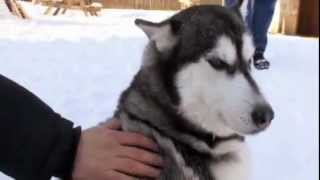 Dogs 101  - Siberian Husky.mp4 by Puppies inchennai 1,217 views 12 years ago 3 minutes, 57 seconds