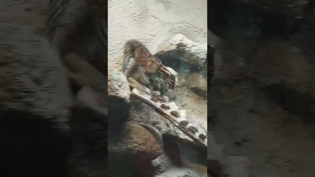 Ocelot. Was listed as endangered/rare species in 1973