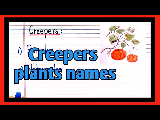 Give the meaning of creepers 