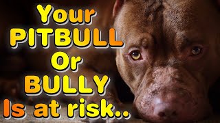 ALLERGIC REACTION in dogs... Your BULLY is at RISK!!