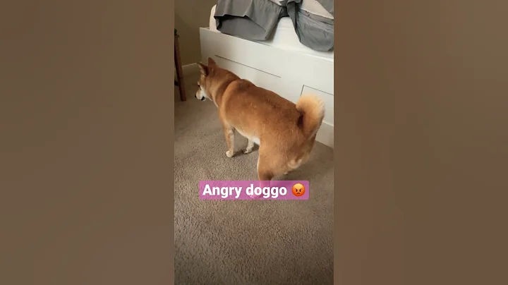 Angry 😡 #shorts #cutedog #dog #dogshorts #shibainu #shiba #cute #cuteanimals #puppy #shibadog