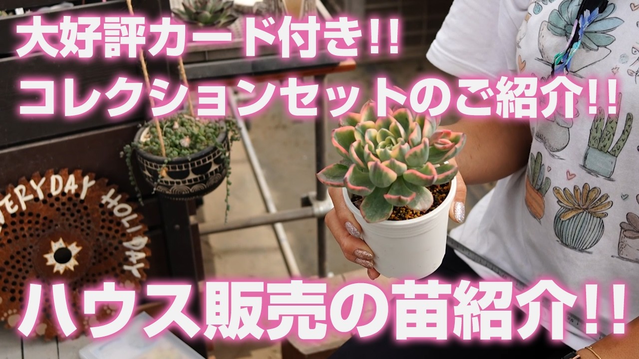 6/19/2026 [Succulents] Highly Acclaimed Collection Set with Cards