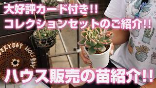 6/19/2026 [Succulents] Highly Acclaimed Collection Set with Cards