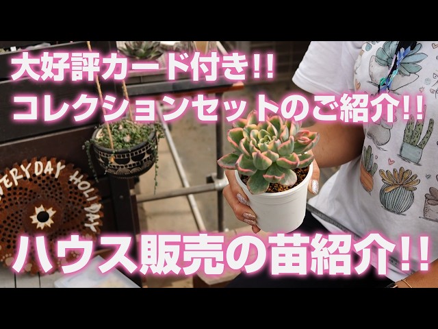 6/19/2026 [Succulents] Highly Acclaimed Collection Set with Cards