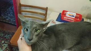 Кот породы Ориентал. Такой смешной😻😻😻. Кот породы Ориентал. Такой смешной😻😻😻.