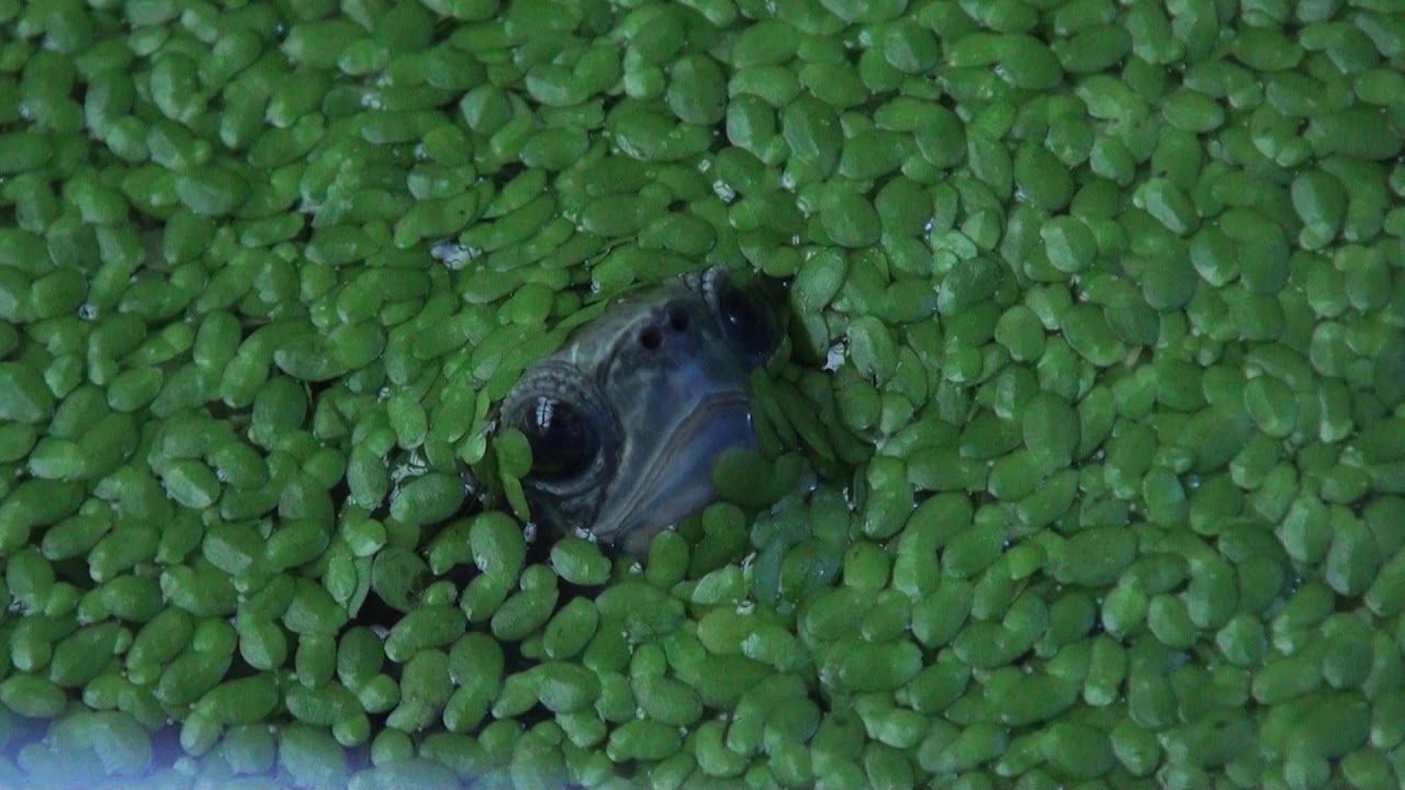 6月中旬の浮草に覆われたカメ水槽 アクアリウム Youtube