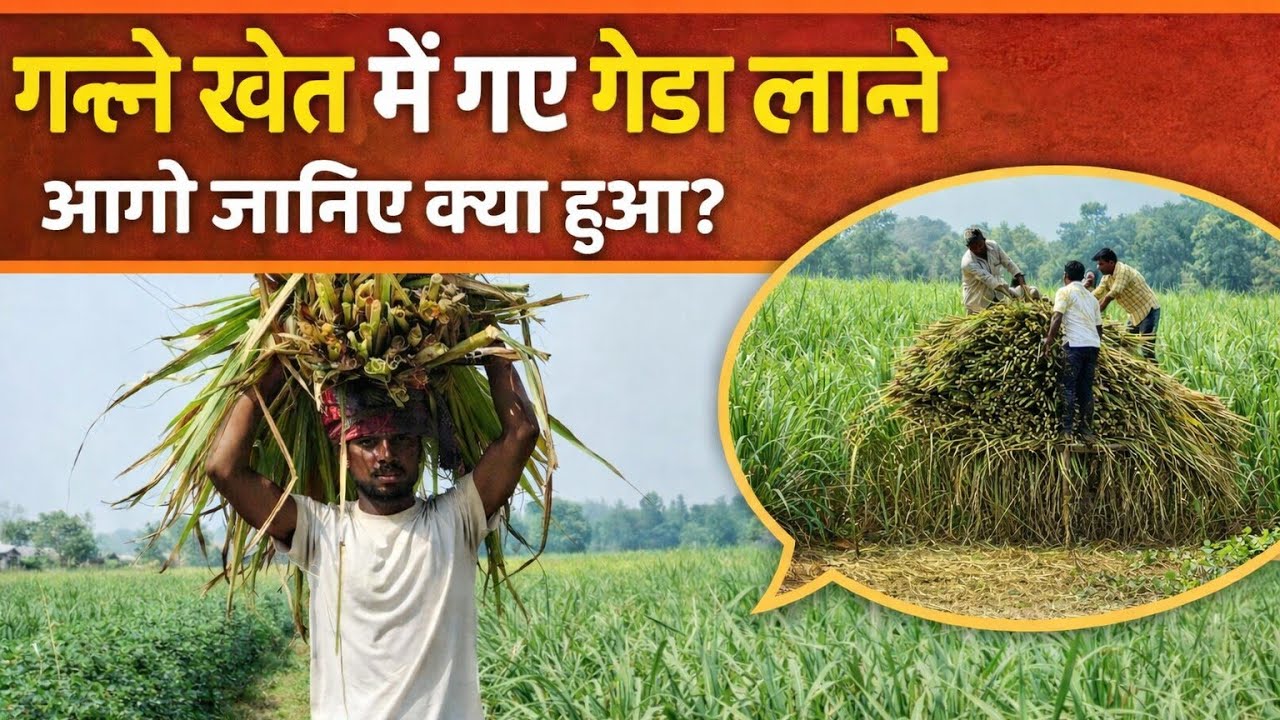 गन्ने के खेत में गए गेडा लाने 😲 आगे जानिए क्या हुआ? | Village Life Vlog