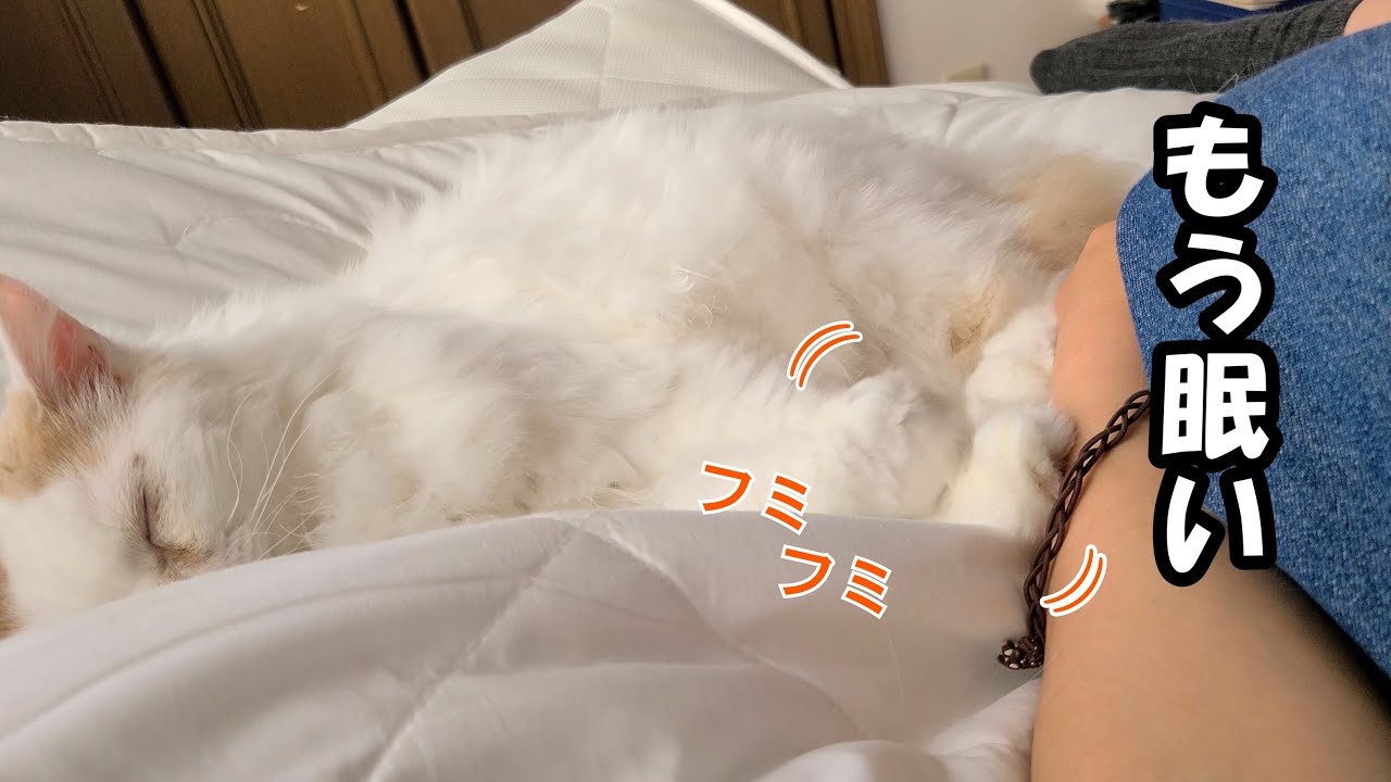 寝ぼけながら何も踏めてないお手をモキュモキュする甘えん坊猫