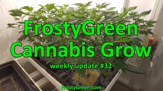 Cannabis Grow weekly #32 - Frosty Green