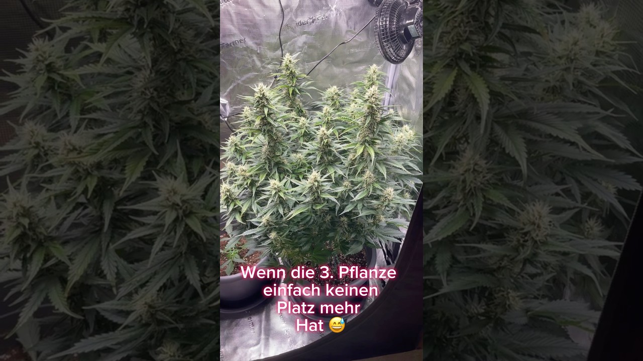 Ich glaub ich brauch ein größeres Zelt 😅🤣 