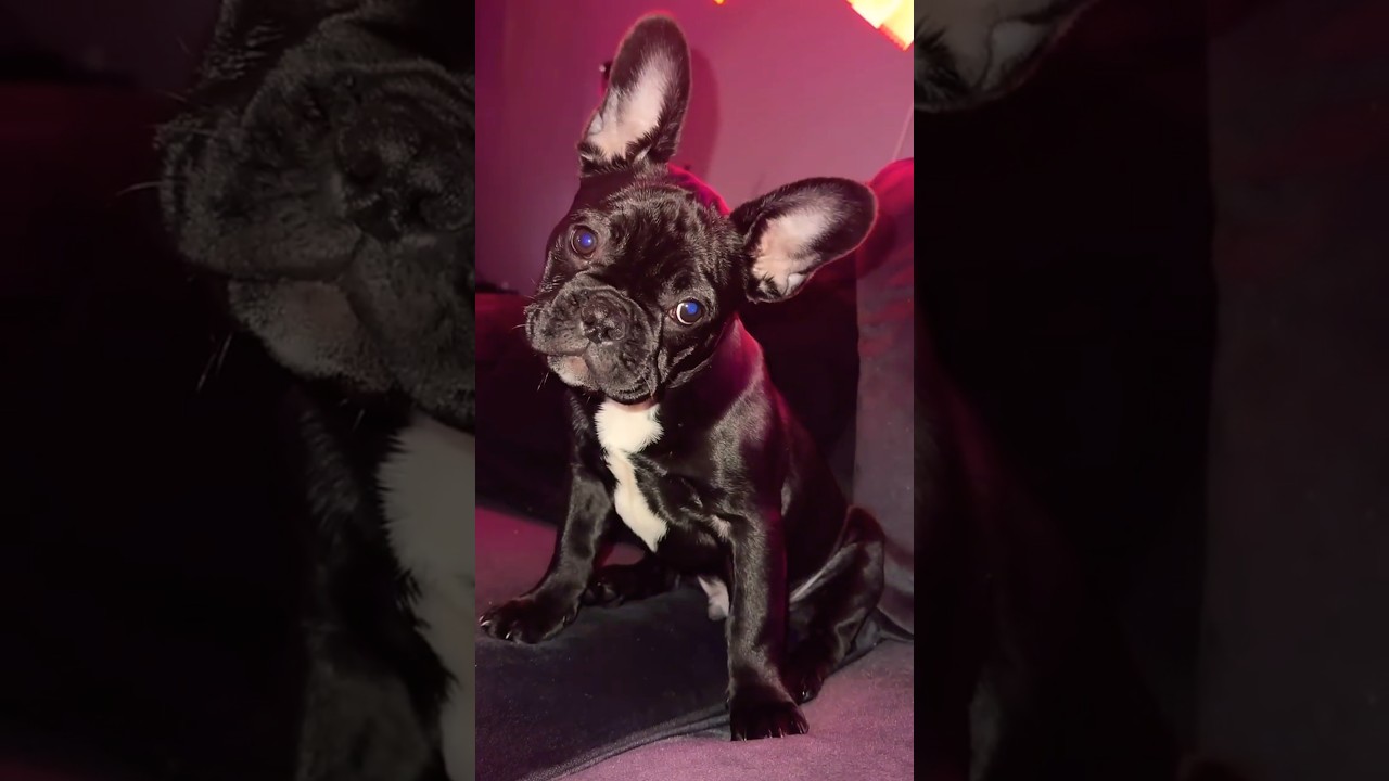Original Title & Thumbnail