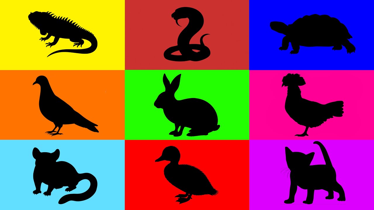 Pets: Kitten, Rabbit, Chicken, Guineapig, Iguana, Tortoise, Corn Snake, Duckling, Sugar Glider, Bird