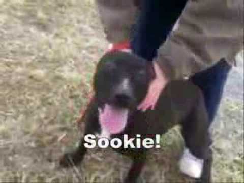 Some of the Dogs and Cats Available at Washington County Animal Control in Nashville, IL