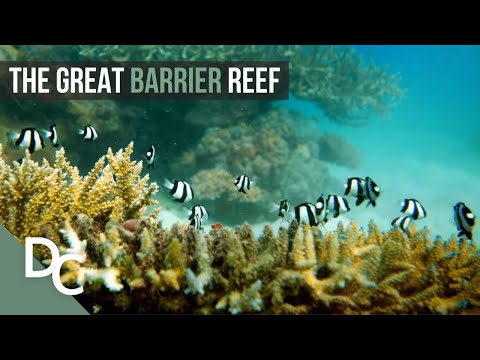 The Underwater Paradise Of Australia | Great Barrier Reef | Nature Documentary | Documentary Central