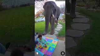 Wild Baby Elephant Charges at Tourists?! Cutest Scare Ever Caught on Camera
