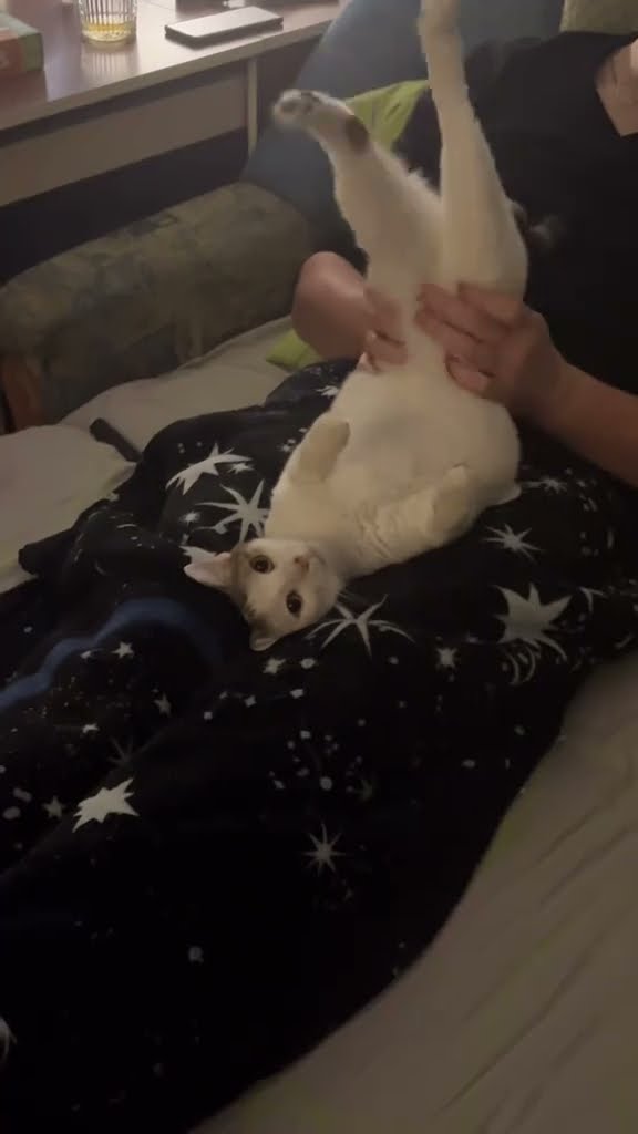 Très drôle le chat Funny cat #cat ?????