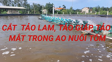 Xử lý hết tảo lam, tảo giáp, tảo mắt, tảo lục trong ao nuôi tôm. Đào Hải Ninh Official