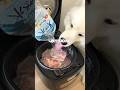 牛テールスープ1kgつくったら爆食してくれました！#大型犬 #サモエド
