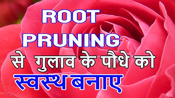 😊 what is root pruning👍Root cutting 👌why and how to do root pruning ✔best video on root pruning
