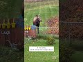 Magpie in Alaska Hilariously Taunts Young Moose #shorts