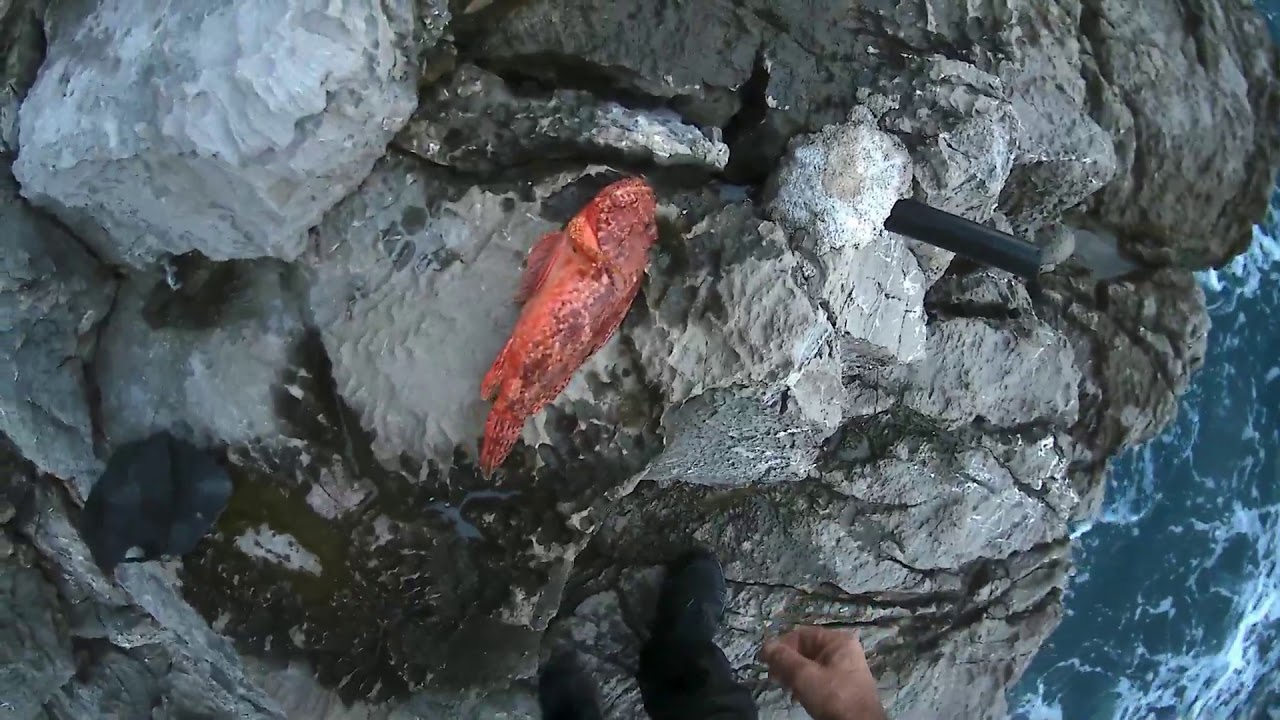 Ribolov štapom sa obale-Škarpina i  Orada