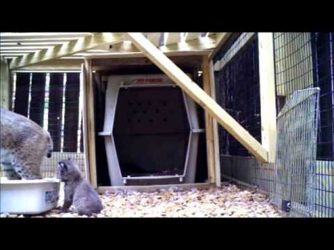 video phone beyonce mp3 Wild Bobcat with Kitten: Week 6