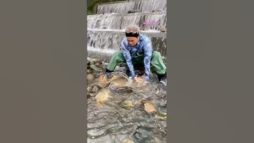 Cá Lớn - bắt Chép Khủng mắc cạn 😱 #khacthuyvlogg