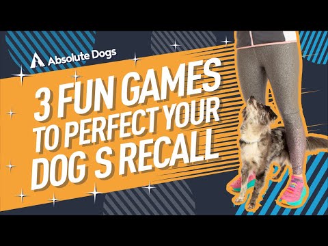 Videó: 13 Játékváltó termékek, amelyek átalakítják a kutyát