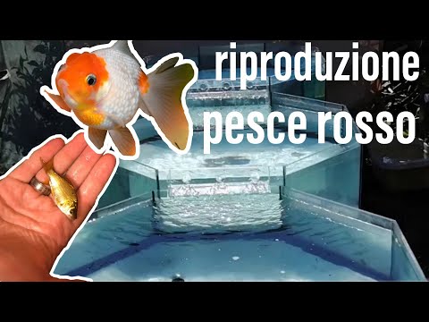 Video: I pesci palla mangeranno la dafnia?